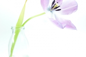 287_Tulpe_highkey3