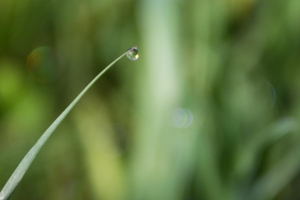 287_Wasserperle