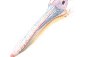 319_Pelikan
