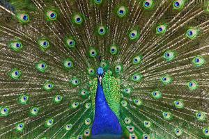 319_Pfau