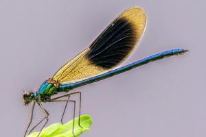319_Prachtlibelle