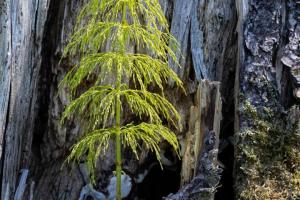 236_natuerliches-Recycling